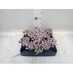 Callisia repens 'Rosato'