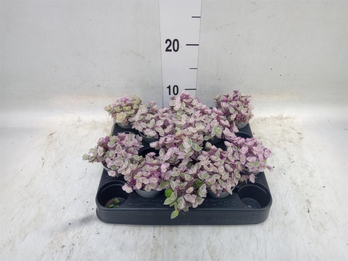 <h4>Callisia repens 'Rosato'</h4>