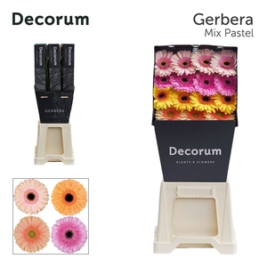 Gerbera Mix Pastel Diamond per kaart