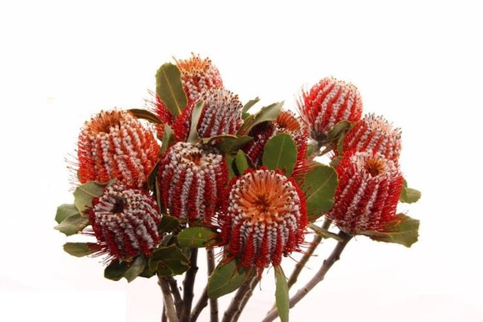 <h4>Banksia Coccinea</h4>