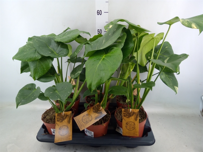 <h4>Monstera delic. 'Thai Constellatio'</h4>