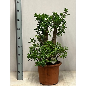 CRASS OVATA