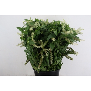 PHYTOLACCA AMERICANA 400GR