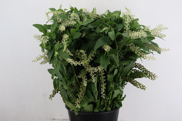 <h4>PHYTOLACCA AMERICANA 400GR</h4>