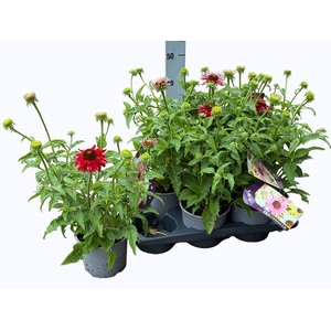 ECHINA SOM SALSA RED