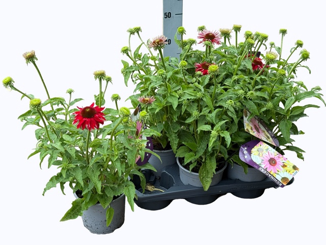 <h4>ECHINA SOM SALSA RED</h4>