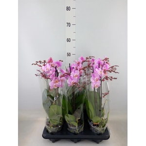 Phalaenopsis multi. 'Beaution'