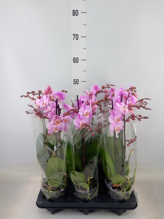 <h4>Phalaenopsis multi. 'Beaution'</h4>