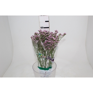 LIMONIUM 060 CM ROSA
