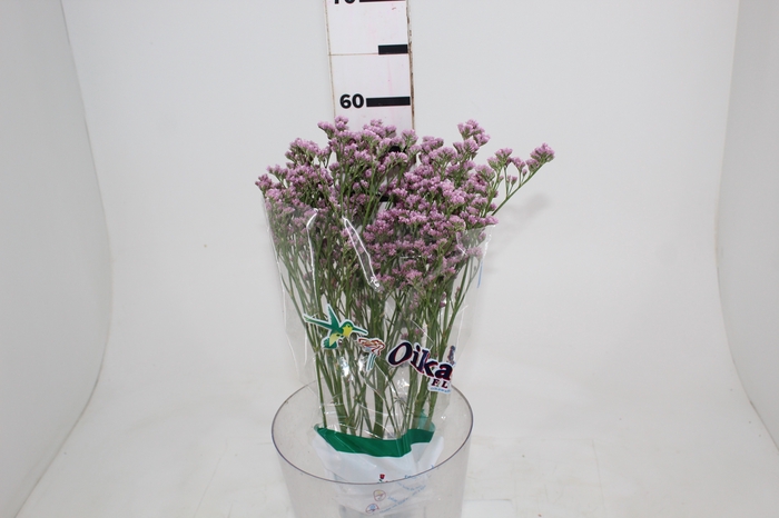 <h4>LIMONIUM 060 CM ROSA</h4>