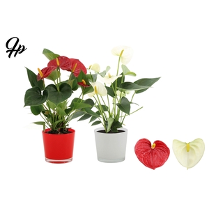 Anthurium Red & White mix in Joy glass