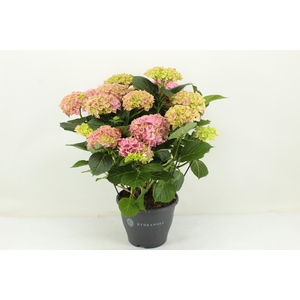 Hydrangea Hi River pink (Hortensia)