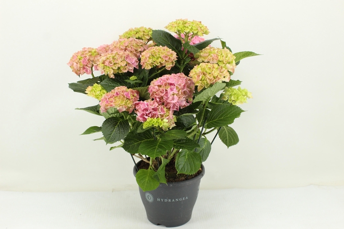 <h4>Hydrangea Hi River pink (Hortensia)</h4>