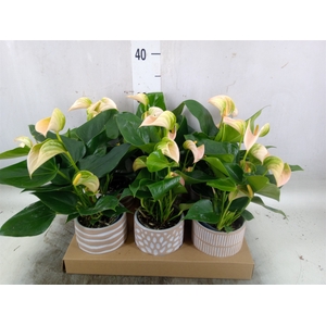 Anthurium andr. 'Joli Peach'