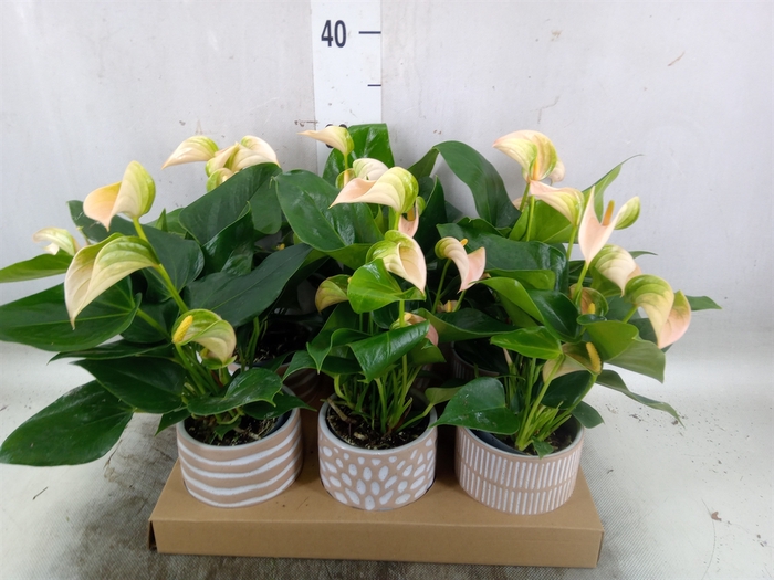 <h4>Anthurium andr. 'Joli Peach'</h4>