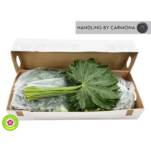 FATSIA JAPONICA BLAD