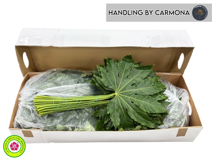 <h4>FATSIA JAPONICA BLAD</h4>