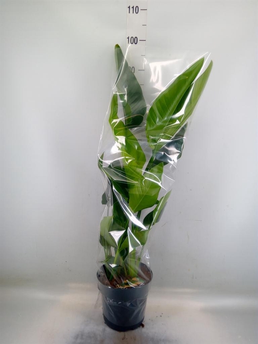 <h4>Strelitzia nicolai</h4>