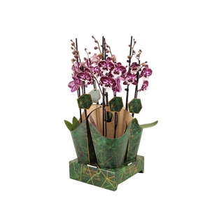 Signature Golden Nature Cover Phal Raging Raisin 2T16+