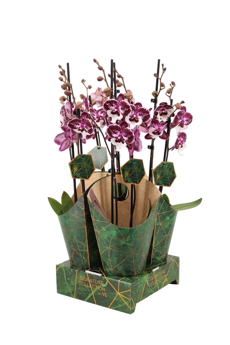 <h4>Signature Golden Nature Cover Phal Raging Raisin 2T16+</h4>