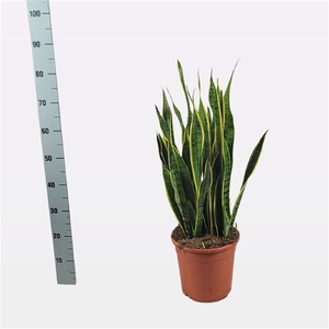 Sansevieria trifasciata 'Laurentii' 80cm