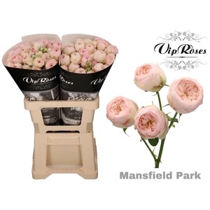 R TR MANSFIELD PARK