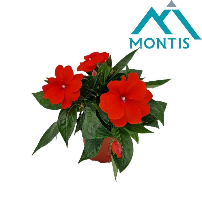 <h4>Impatiens NG 'ColPow Orange Red'</h4>