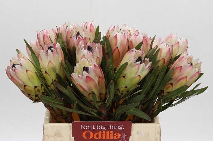 <h4>Protea White Night</h4>