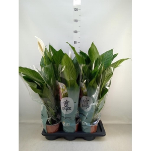 Spathiphyllum  'Bingo Cupido'