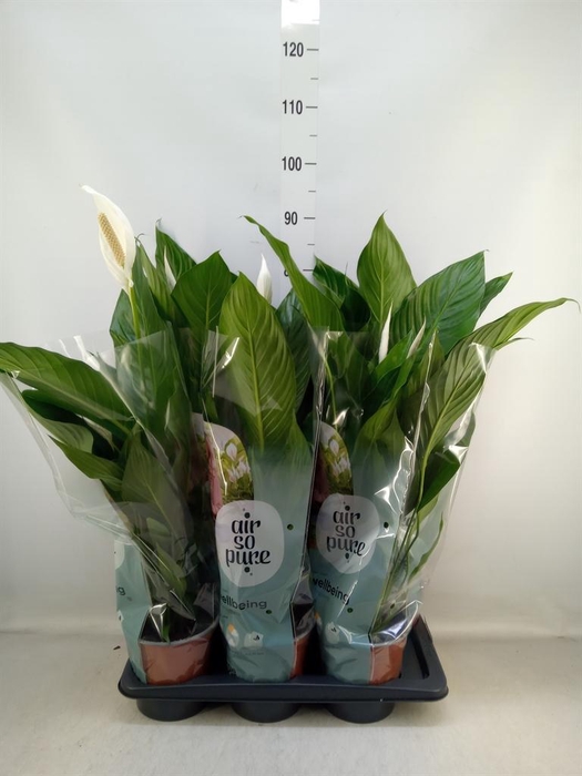 <h4>Spathiphyllum  'Bingo Cupido'</h4>
