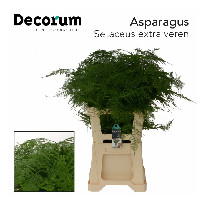 <h4>ASPARAGUS SETACEUS</h4>