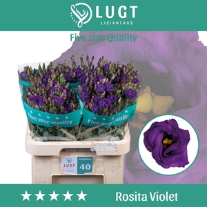 Eus G Rosita Violet