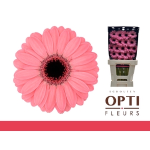 GE MI JOLIE-Diamond*20