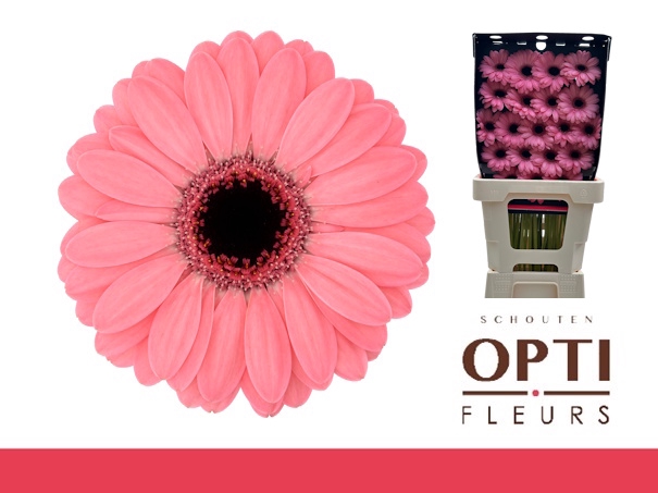 <h4>Germini Germini Jolie Diamond</h4>