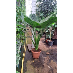 Alocasia macrorrhiza
