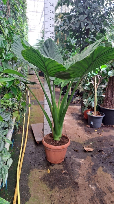 <h4>Alocasia macrorrhiza</h4>