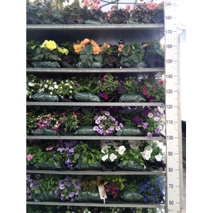 Perkplanten   ...sorted   [Bedding]