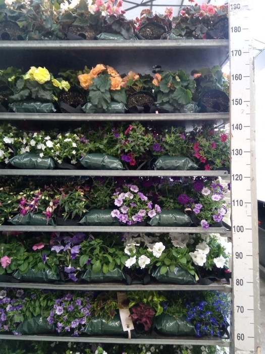 <h4>Perkplanten   ...sorted   [Bedding]</h4>