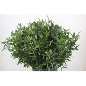 Ruscus Short 300gram P Bunch