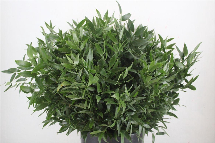 <h4>Ruscus Short 300gram P Bunch</h4>