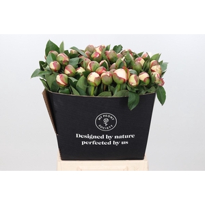 Paeonia Festiva Maxima