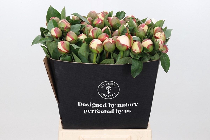 <h4>Paeonia Festiva Maxima</h4>