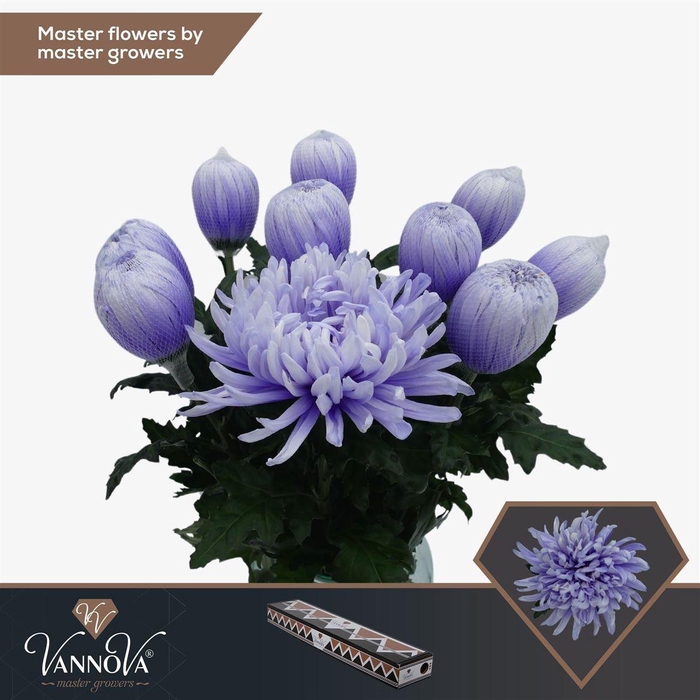 <h4>Painted Chr G Antonov Soft Milka</h4>