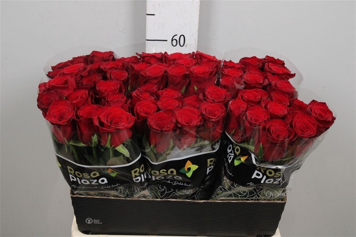 <h4>R Gr Monte Carlo</h4>