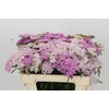 Achillea Millefolium White Beauty