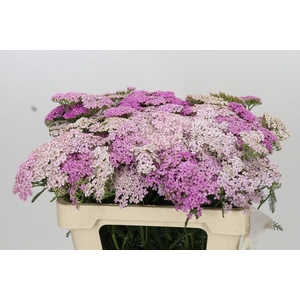 Achillea Millefolium White Beauty