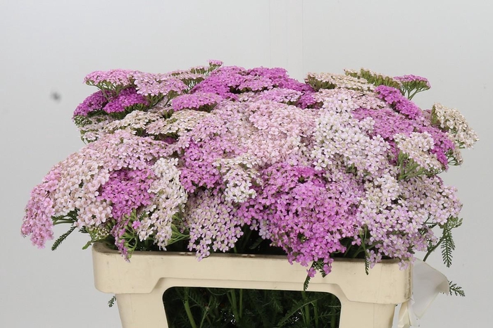 <h4>Achillea Millefolium White Beauty</h4>