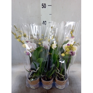 Phalaenopsis multi. 'FC Safe Haven'