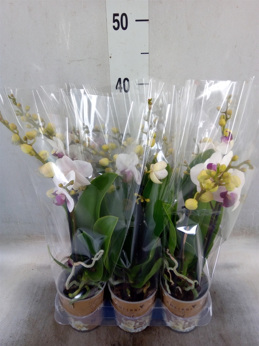 <h4>Phalaenopsis multi. 'FC Safe Haven'</h4>