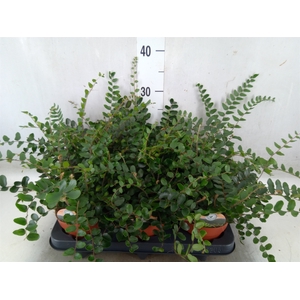 Pellaea rotundifolia